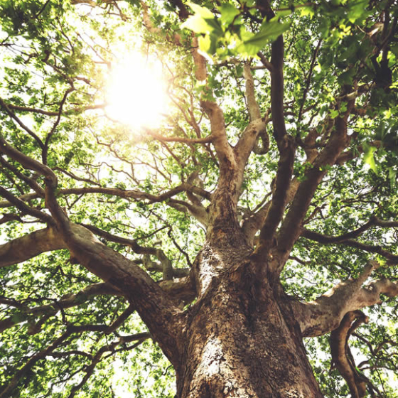 Short, Smart, and Saved: Zacchaeus’ story invites us to ask ourselves what we need to do to catch a life-changing glimpse of Jesus. by Mark Hart